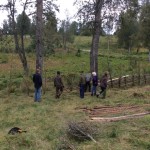 Här ska kursdeltagarna bygga gärdsgård. En gamla avslutas och en påbörjas.  Det svåra är att börja på nytt och få lagom lutning.